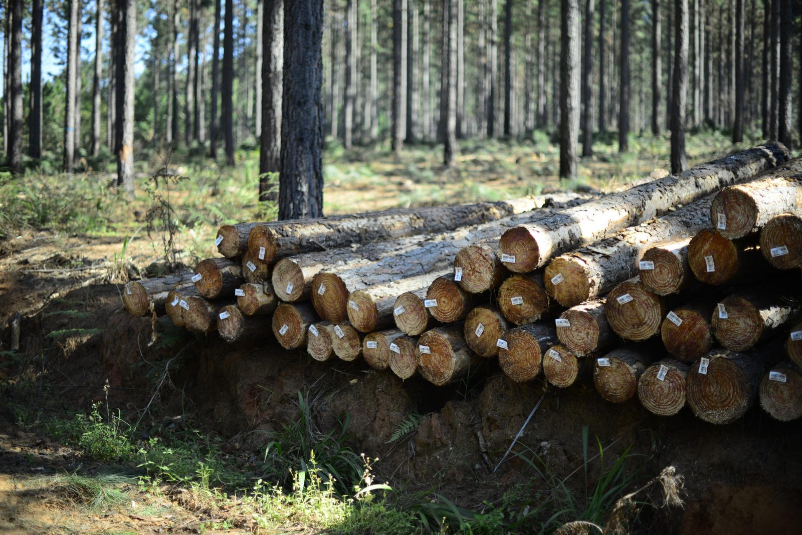 Logs in forest