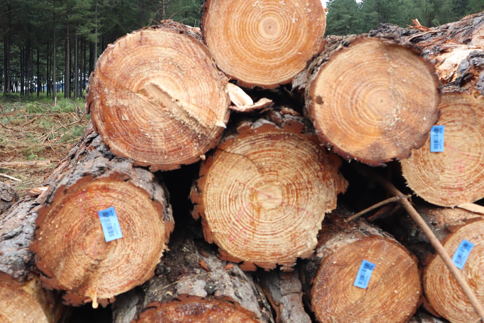 Round logs closeup